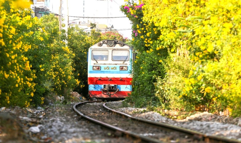 Hoa huỳnh liên vàng rực ven đường sắt Sài Gòn.
