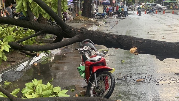 Cây xanh trên đường Nguyễn Công Trứ, quận 1 đổ ngang đường đè xe máy.
