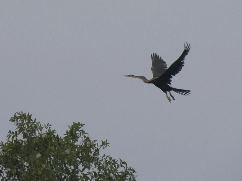 Sếu bay lượn trên Vườn Quốc gia Tràm Chim.