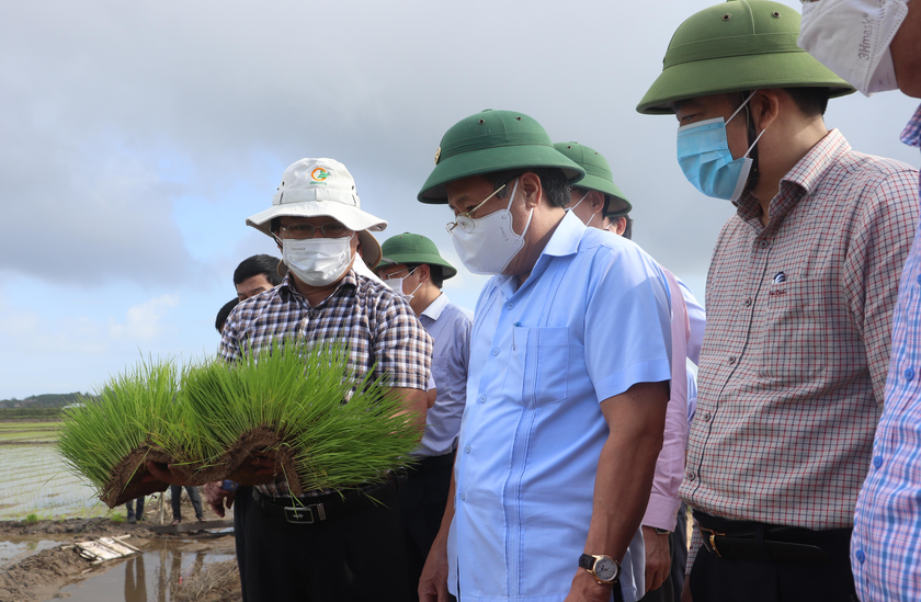 Phó Chủ tịch Thường trực UBND tỉnh Hà Sỹ Đồng kiểm tra mô hình sản xuất lúa hữu cơ tại huyện Hải Lăng.