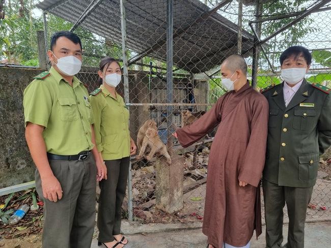 Lực lượng kiểm lâm tiếp nhận khỉ từ chùa Quang Minh để thả về tự nhiên.