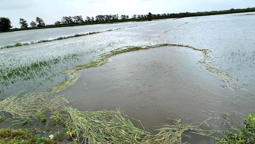 Gần 6.400ha/6.800ha lúa của huyện Hải Lăng đang chìm trong nước hoặc bị hư hại.