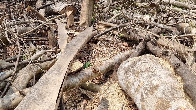 Nhiều cây gỗ có đường kính lớn bị các đối tượng dùng máy cưa xăng cưa hạ.