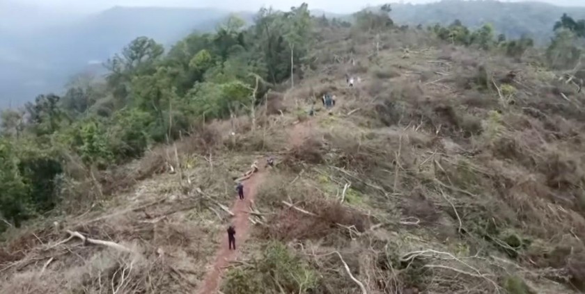 Hơn 18,6 ha rừng tự nhiên tại tiểu khu 699, 708 (xã Đakrông, huyện Đakrông) bị chặt hạ.