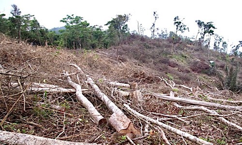 Cây rừng bị chặt hạ ở tiểu khu 699 và 708 huyện Đakrông.