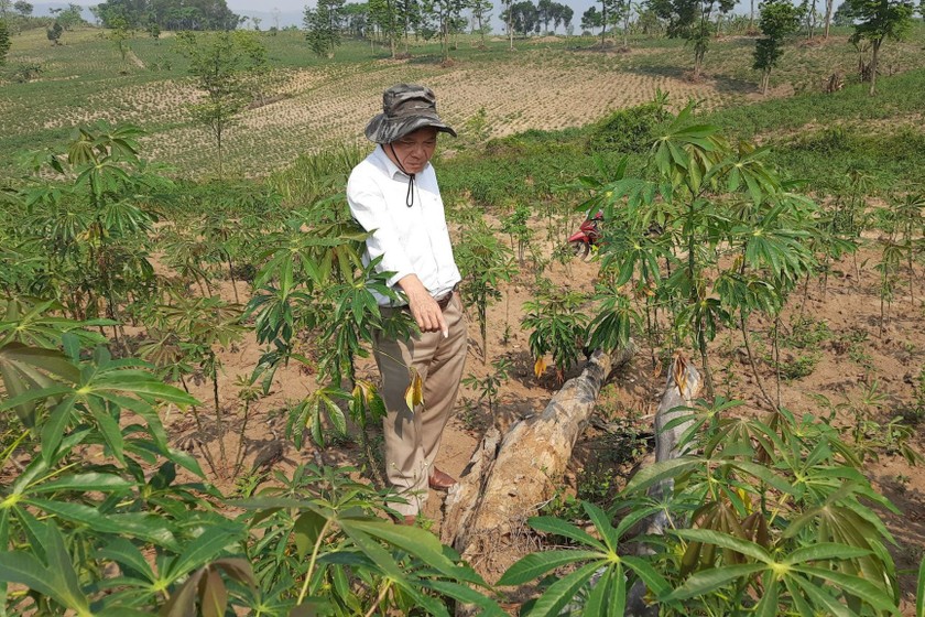 Ông Minh tại khu đất đã bị chặt phá cây trồng.