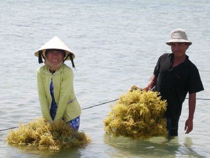 Ninh  Thuận: Rong biển đã trở thành một phần của đời sống người dân vùng biển  