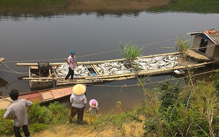 Ngư dân nuôi cá trên sông Bưởi thiệt hại nặng.