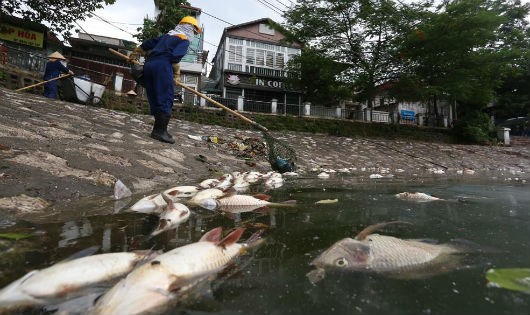 Hiện tượng cá chết hàng loạt ở hồ Hoàn Cầu, Hà Nội.
