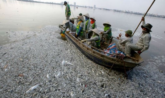 Công nhân Môi trường đô thị Hà Nội  thu gom vận chuyển toàn bộ số cá chết 
Hồ Tây. 