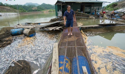 Nước cuốn trôi hơn 30 tấn cá đặc sản, thiệt hại ước tính hàng chục tỷ đồng.