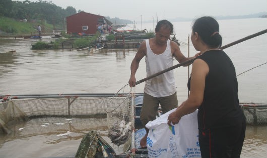 Hàng tấn cá các loại chết bất thường trên sông Đà. Ảnh: Xuân Hồng.