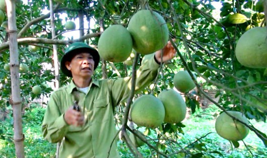 Mô hình cây ăn quả ở Phú Thọ giúp nông dân thoát nghèo bền vững