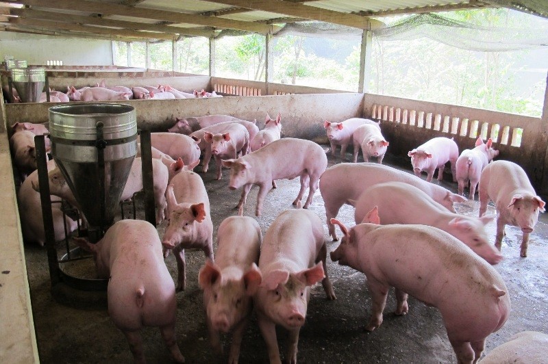 Giám sát chặt chẽ việc tái đàn sau khi hết dịch tả lợn châu Phi