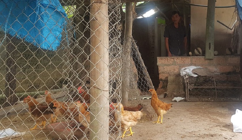 Người dân huyện Thanh Ba đang lo lắng về việc gà giống 135 bị chết hàng loạt (Ảnh: Xuân Hồng).