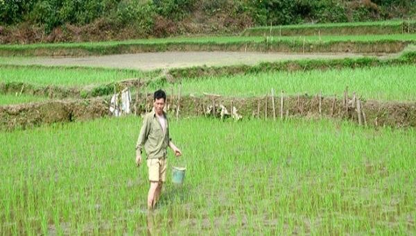 Người dân huyện Sơn Dương bắt ốc bươu vàng hại lúa
