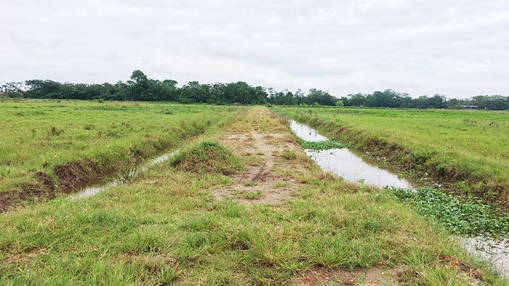 Hàng trăm mẫu ruộng của người nông dân tại xã Phú Xuân bị bỏ hoang.