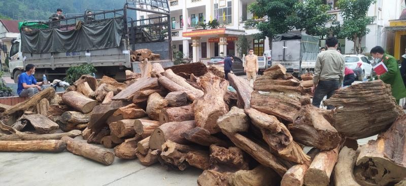 Hà Giang: Thu giữ hơn 8 tấn gỗ quý vận chuyển trái phép
