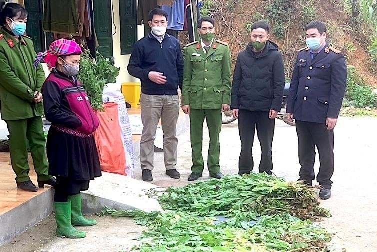 Hà Giang phát hiện hơn 11 ngàn cây thuốc phiện trồng trái phép trong 3 tháng