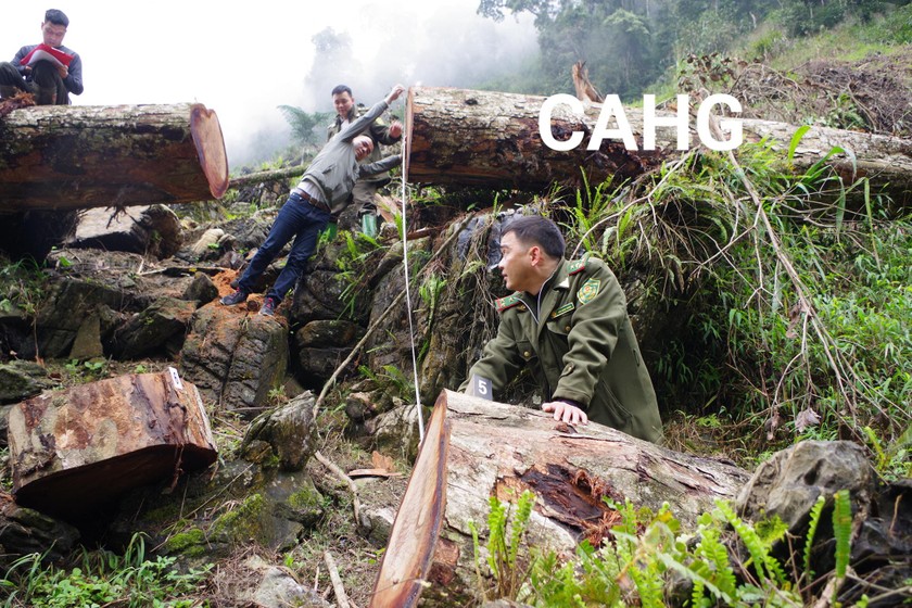 Cơ quan chức năng Hà Giang phát hiện 2 cây gỗ nghiến trong rừng phòng hộ bị cặt hạ. Ảnh: CA Hà Giang.