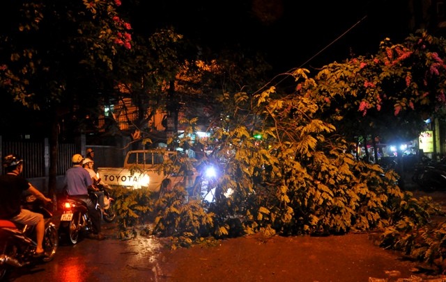 Cây xanh đổ hàng loạt trên phố Hà Nội sau trận mưa lớn