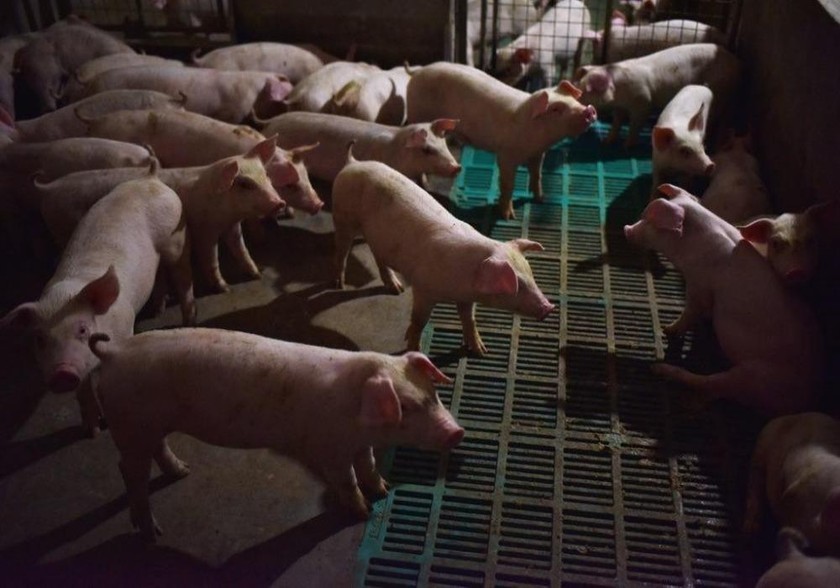 Người dân Trung Quốc khốn khổ đương đầu với “khủng hoảng thịt lợn”