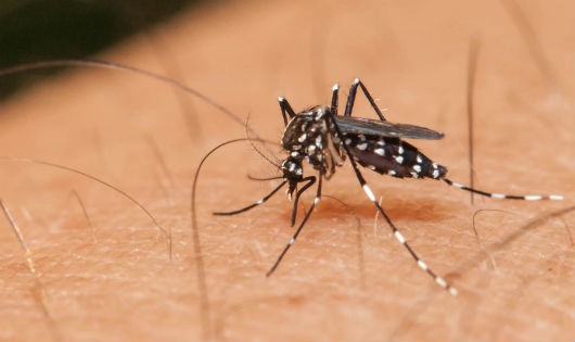 Bị nhiễm Zika sau khi 'quan hệ' với bạn trai có virut