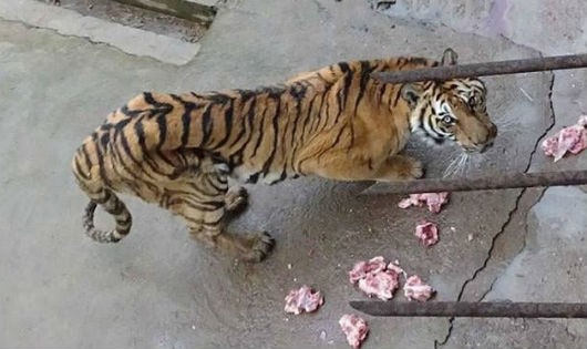 Vườn thú để hổ chết đói, bán xương...ngâm rượu