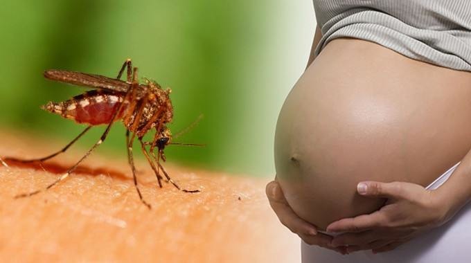 Virus Zika có thể xuất hiện trở lại trùng với dịch sốt xuất huyết