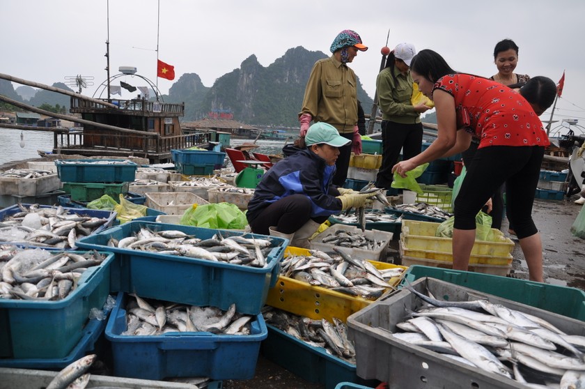  Agribank hỗ trợ khắc phục thiệt hại do thủy, hải sản chết hàng loạt