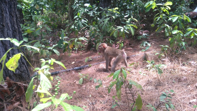 Đà Nẵng: Thả khỉ đuôi lợn quý hiếm về rừng