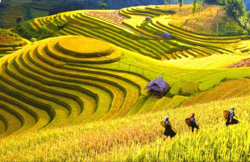 Ruộng bậc thang của Việt Nam cũng lọt top những cảnh đẹp rực rỡ nhất 