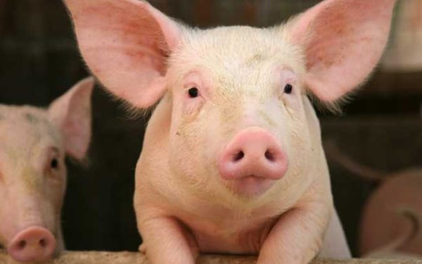 Chủ tịch Hà Nội yêu cầu xử lý thông tin hy hữu “chuồng lợn nằm trong bệnh viện” phản ánh trên Báo PLVN 