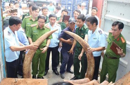 Lô hàng 2 tấn nghi là ngà voi lậu