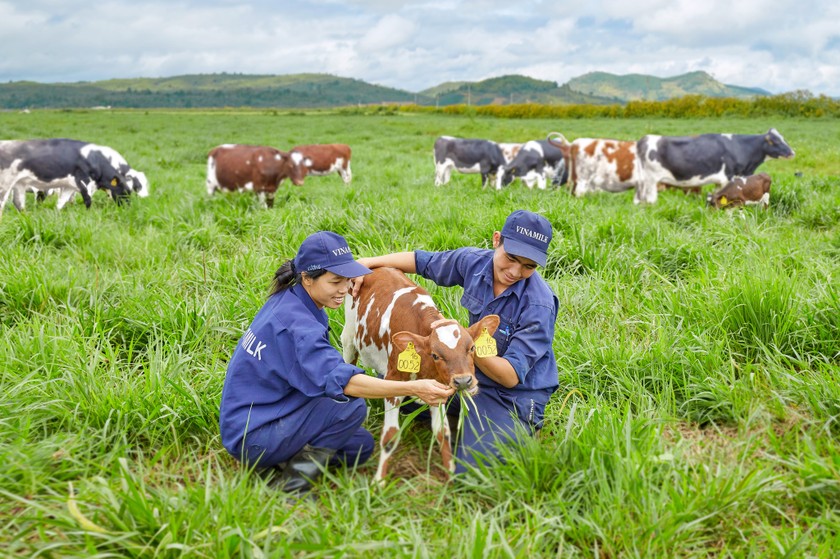 Trang trại bò sữa Organic Vinamilk tại Lâm Đồng vừa là trang trại đầu tiên tại Việt Nam được công nhận đạt tiêu chuẩn châu Âu