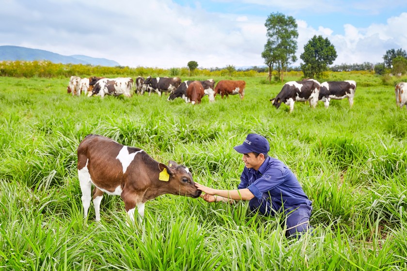 Vinamilk tiên phong cho ra đời sản phẩm sữa tươi 100% Organic đầu tiên được sản xuất tại Việt Nam