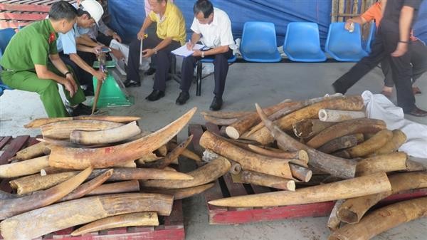 Các lực lượng phát hiện, bắt giữ lô hàng ngà voi nhập lậu của Công ty Tam Phú