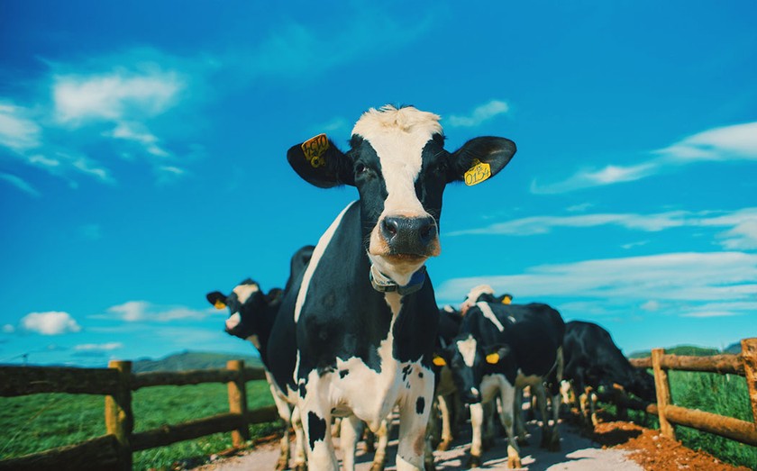 Ấn tượng trang trại bò sữa Organic đầu tiên tại Việt Nam