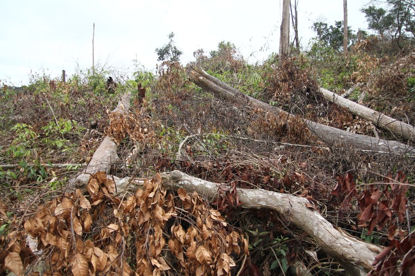 Những cây gỗ bị đốn hạ chết khô, nằm la liệt