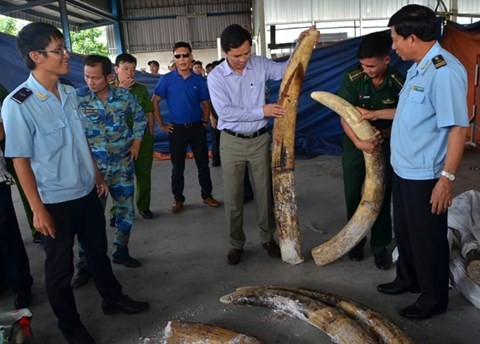 Hải quan bắt giữ hàng cấm nhập khẩu và vận chuyển là ngà voi nhưng một cán bộ đã đánh tráo ngà voi thật bằng ngà voi giả (ảnh minh hoạ)