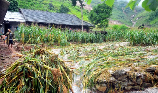 Nhiều diện tích hoa màu của người dân thôn Tùng Nùn, xã Lùng Tám (Quản Bạ) bị thiệt hại do mưa lũ. Ảnh: Báo Hà Giang.