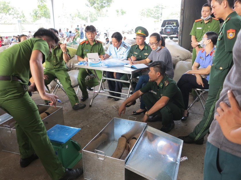 Hải quan Đà Nẵng chủ trì bắt giữ khoảng 6 tấn vảy tê tê và 2 tấn ngà voi