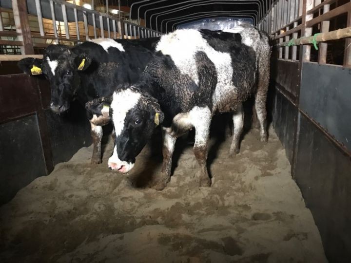 Đàn bò sữa cao sản nhập khẩu từ Mỹ chuẩn bị lên đường về trang trại bò sữa TH ở Nghĩa Đàn (Nghệ An) 