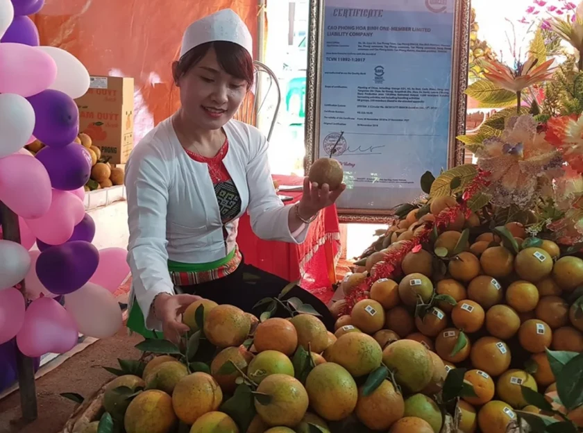 Cao Phong trở thành huyện có lợi thế phát triển kinh tế nông nghiệp, trong đó thế mạnh là trồng cam theo tiêu chuẩn VietGAP