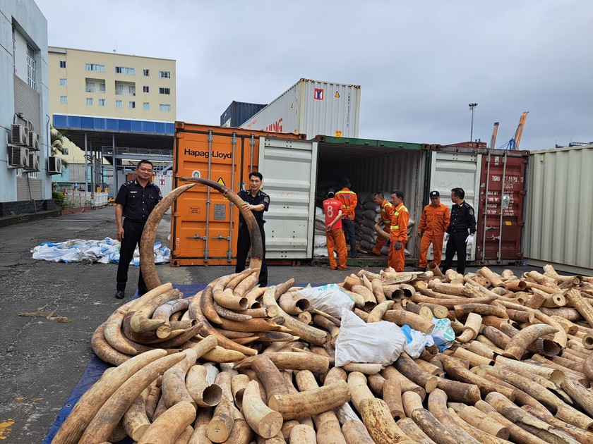 Số ngà voi nhập lậu bị phát hiện tại cảng Hải Phòng sáng nay