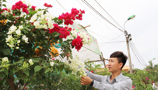 Nhiều chủ vườn tại khu Trới 5, phường Hoành Bồ (TP Hạ Long) đã trồng thêm hoa giấy để đưa ra thị trường trong dịp Tết Nguyên đán Tân Sửu 2021.