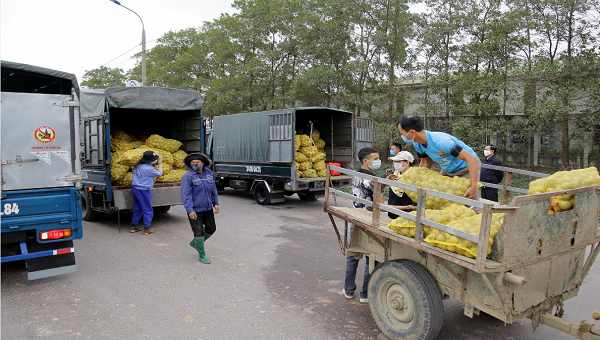 17 tấn khoai tây của nông dân Đông Triều được hỗ trợ kết nối tiêu thụ.
