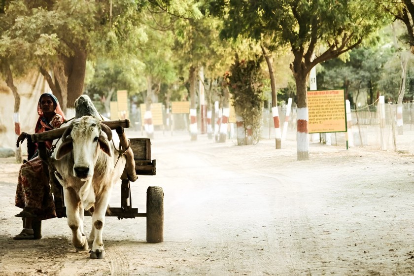 Hành động chăn thả gia súc không đúng nơi quy định dẫn tới nhiều vụ tai nạn đáng tiếc ở Ấn Độ. (Ảnh minh họa)