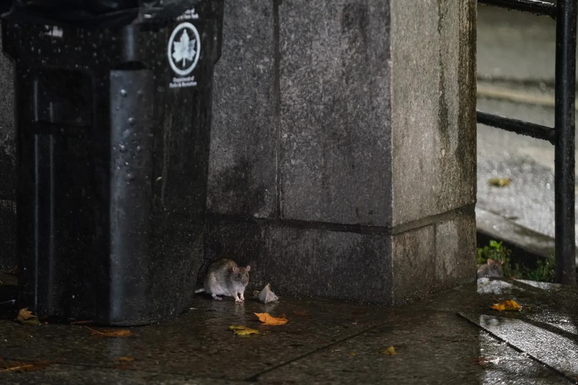 Một con chuột được nhìn thấy cạnh thùng rác tại New York
