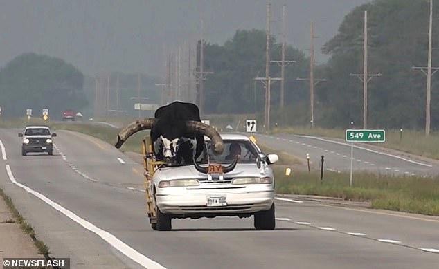 Độc lạ chiếc ô tô chở một con bò khổng lồ trên cao tốc nước Mỹ